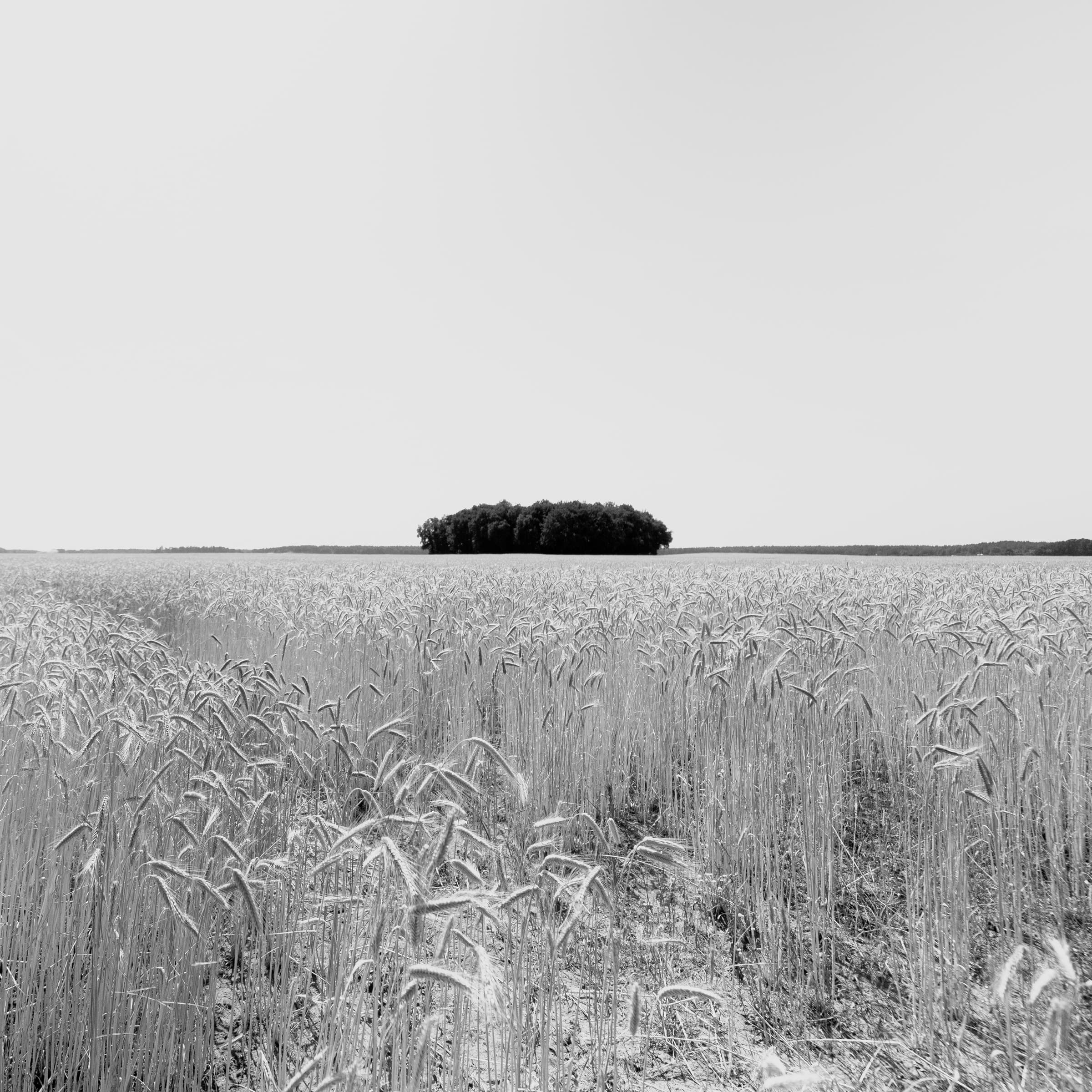 Wheat Field with Distant Copse — Aziz Mastouri